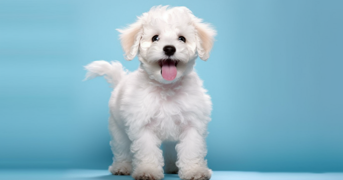 Puppy poochon sales